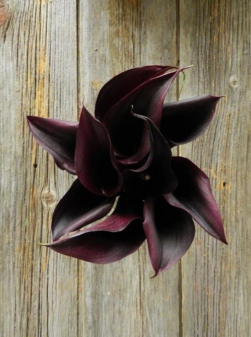 ODESSA  BLACK MINI CALLA LILY